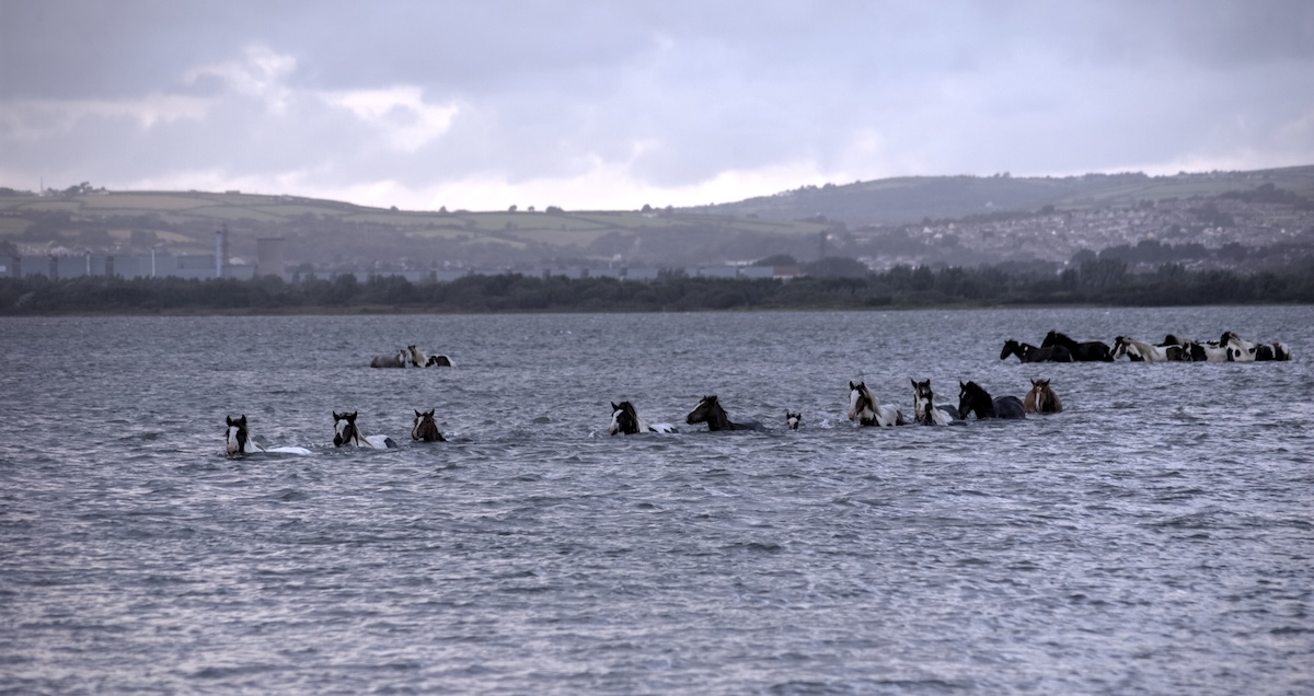 wild ponies swim