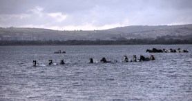wild ponies swim