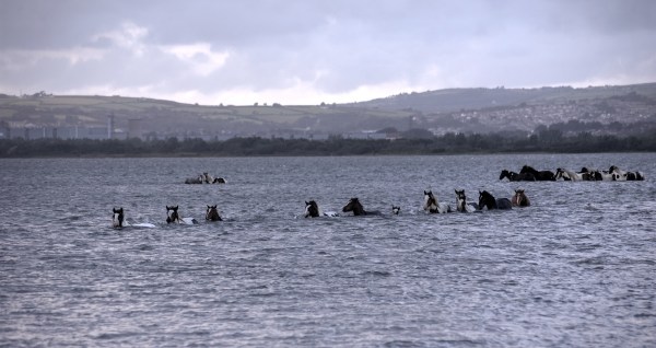 wild ponies swim
