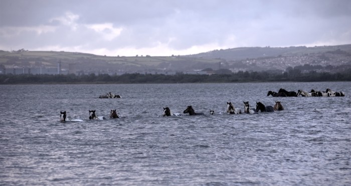 wild ponies swim