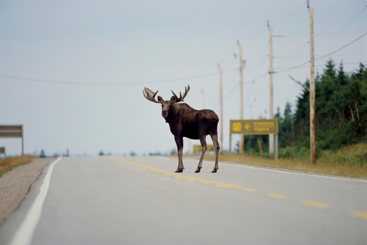 moose road alaska