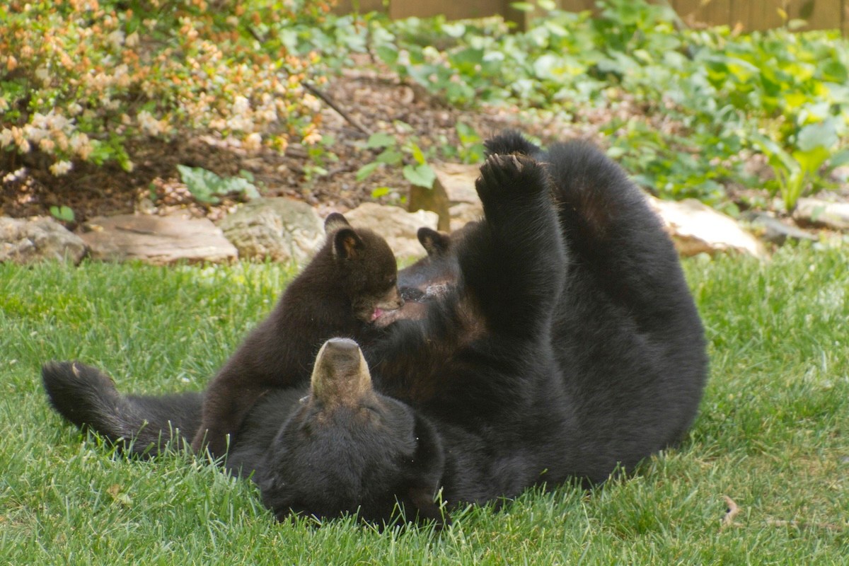 black bear cub porch