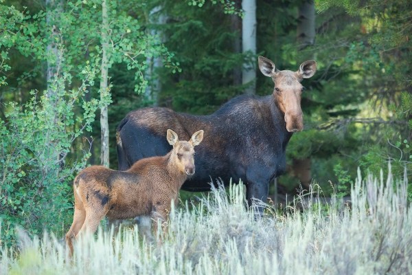 moose trail cam alaska