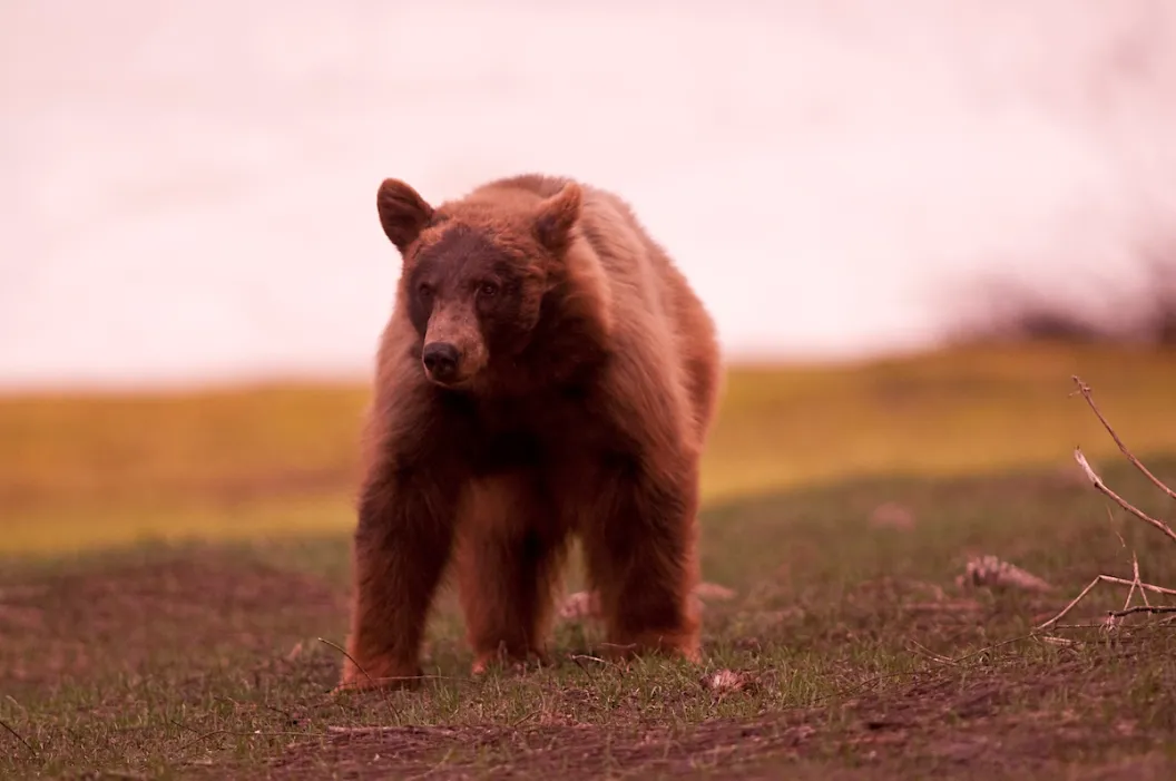 bear yosemite