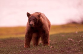 bear yosemite