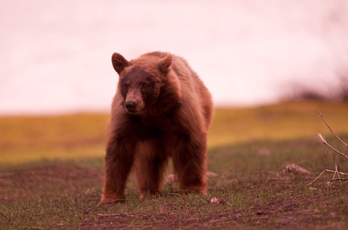 bear yosemite