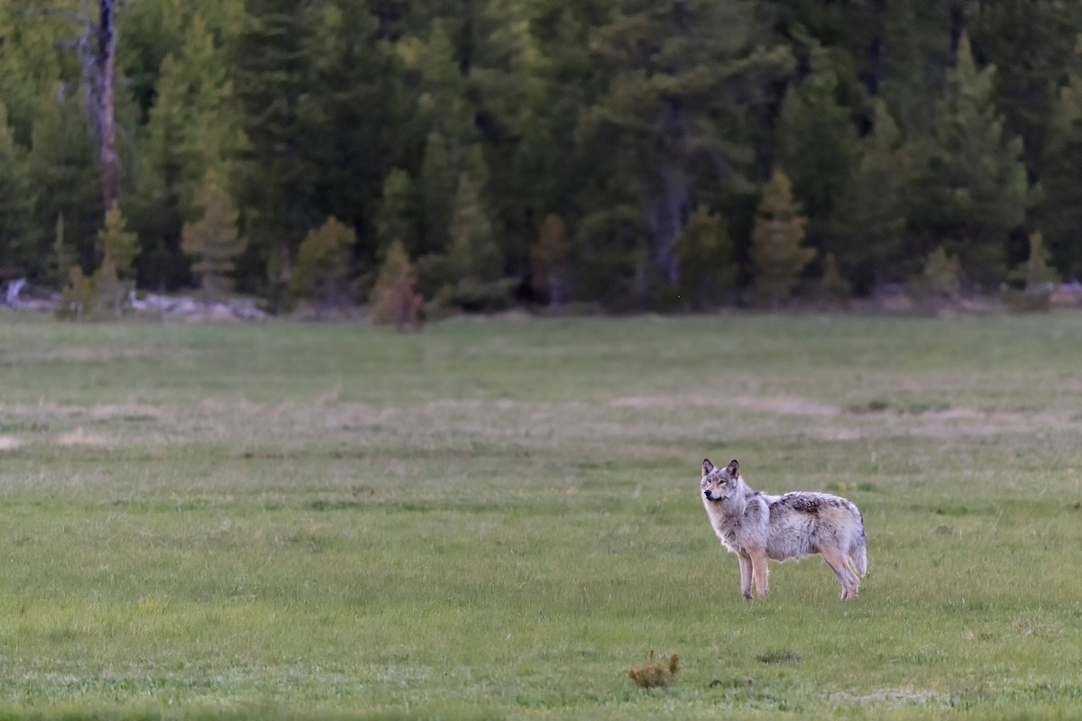 wolf yellowstone