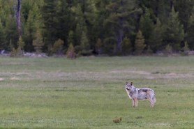 wolf yellowstone