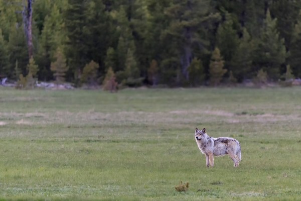 wolf yellowstone