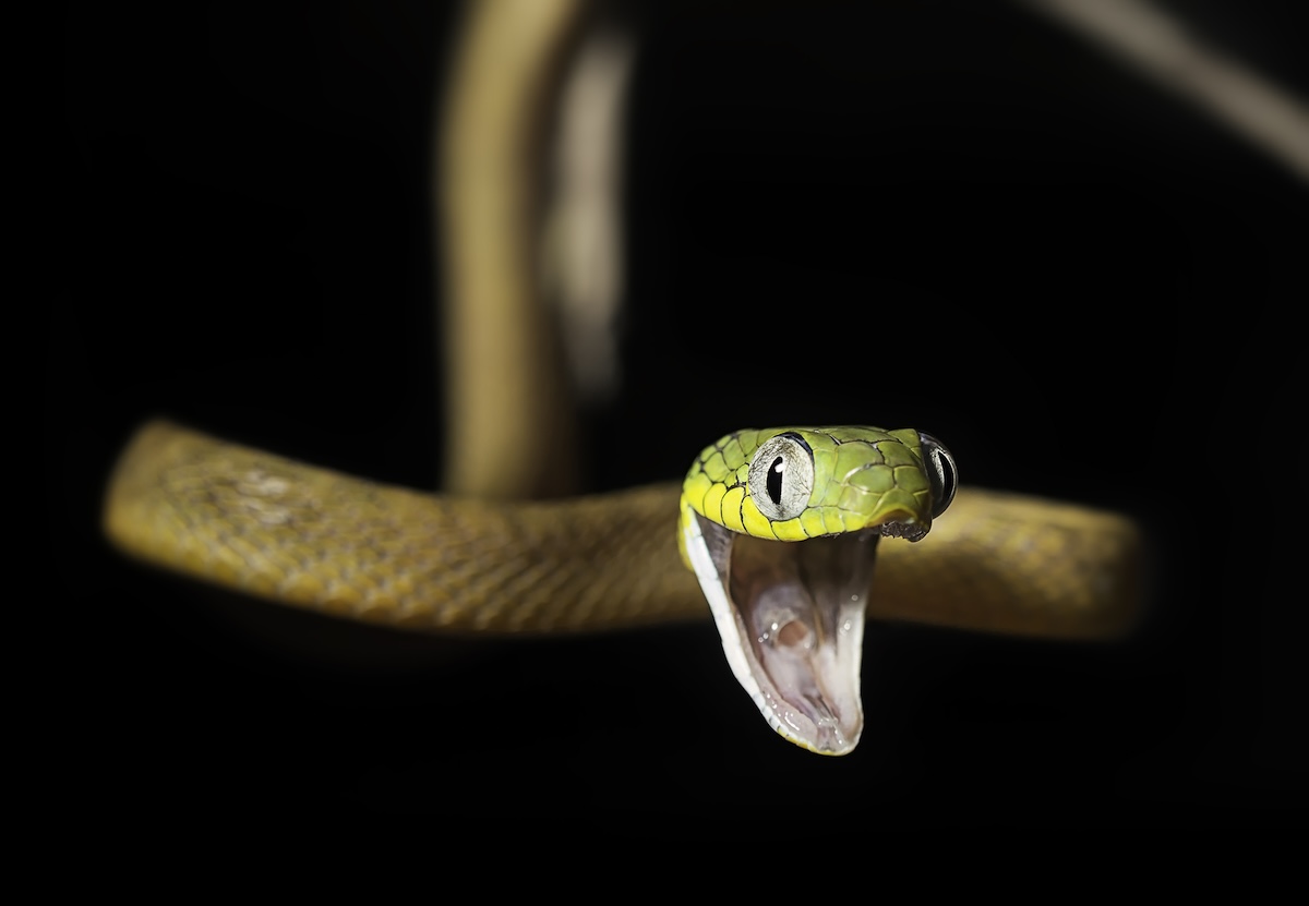 rock climbing snake malaysia