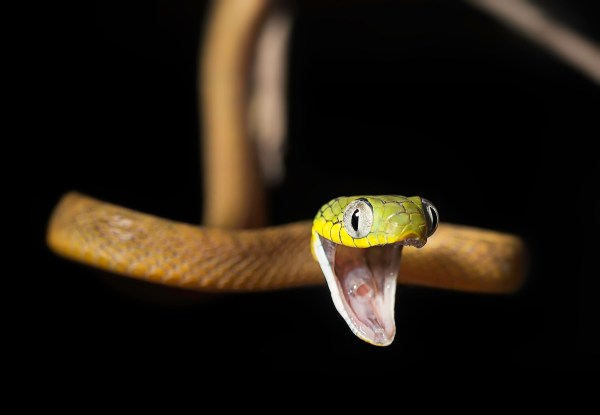 rock climbing snake malaysia