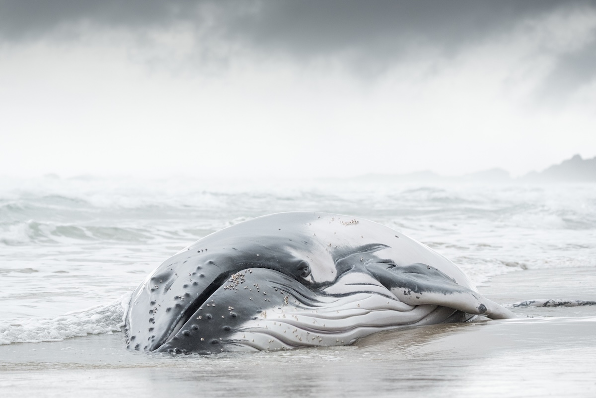 whale stranded mother daughter