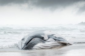 whale stranded mother daughter