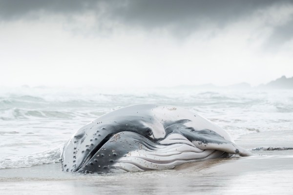 whale stranded mother daughter