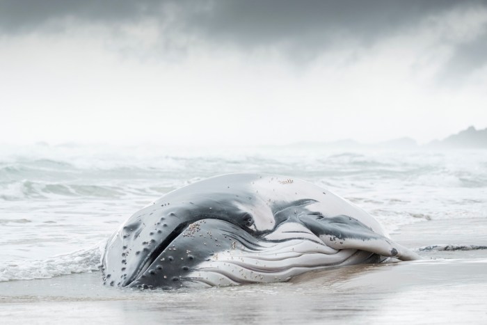whale stranded mother daughter