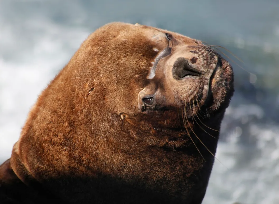 sea lion fishing boat