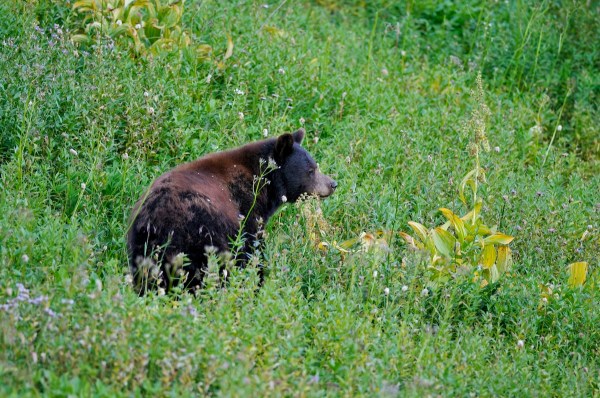 bear hunts rainier