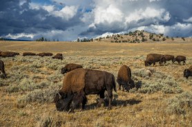 bison yellowstone campsite