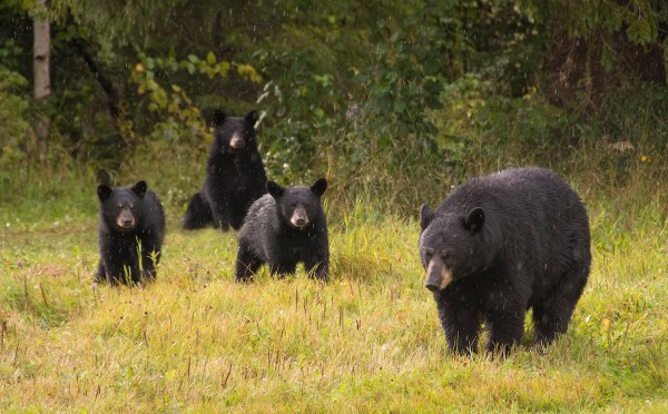 black bear jump scare