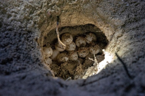 sea turtle nest california nesting