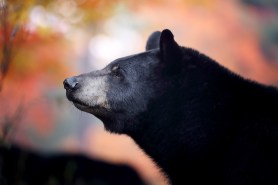 black bear elderly man