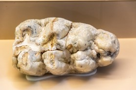 Mastodon tooth fossil molar