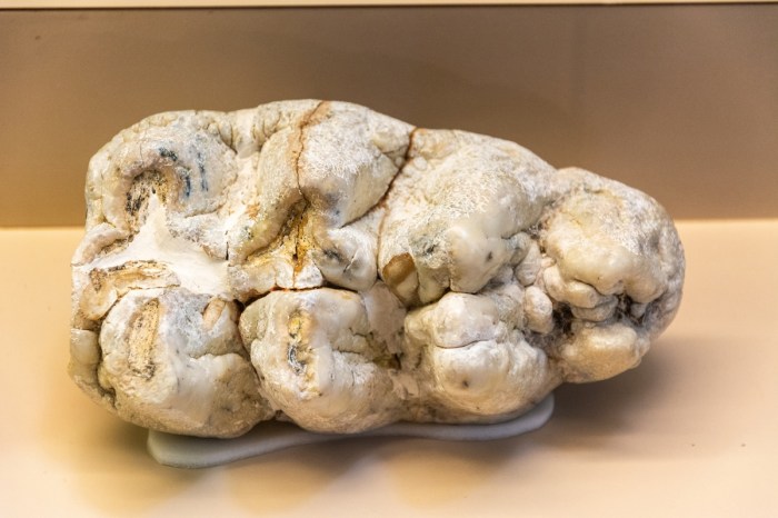 Mastodon tooth fossil molar