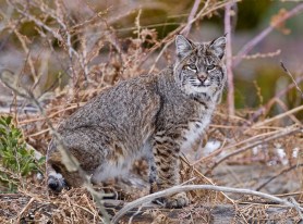 bobcat burglar