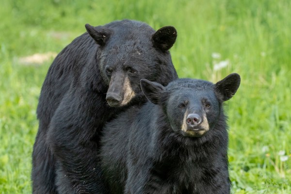 black bears mating