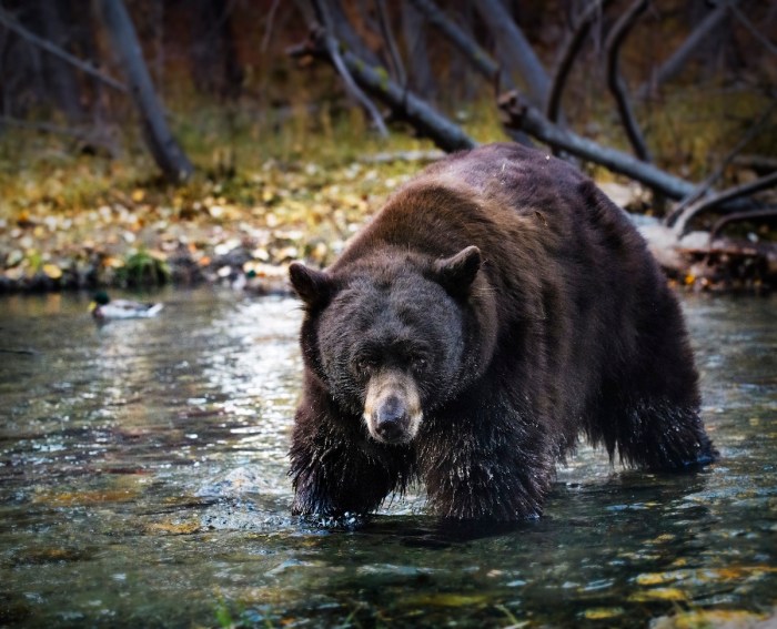 bear fish angler