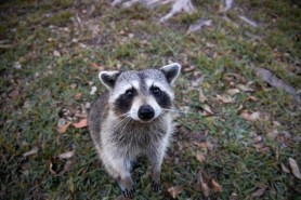 raccoon dog food