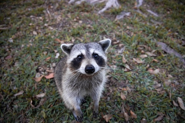 raccoon dog food