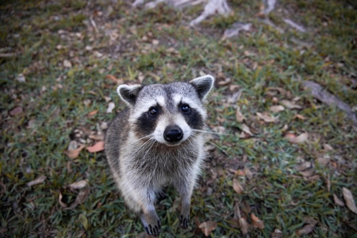 raccoon dog food