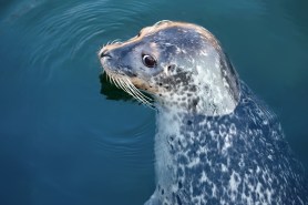 Seal tantrum