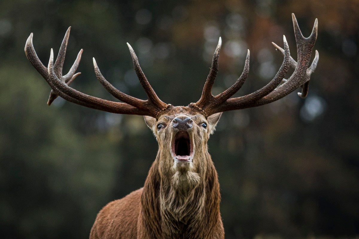 stag charges vehicle