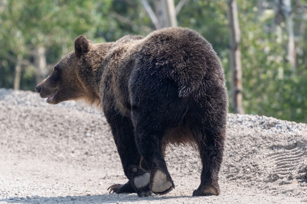 Grizzly bear glacier