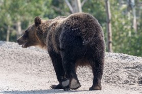 Grizzly bear glacier