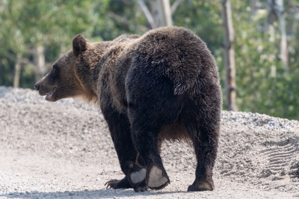 Grizzly bear glacier