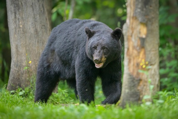 black bear child