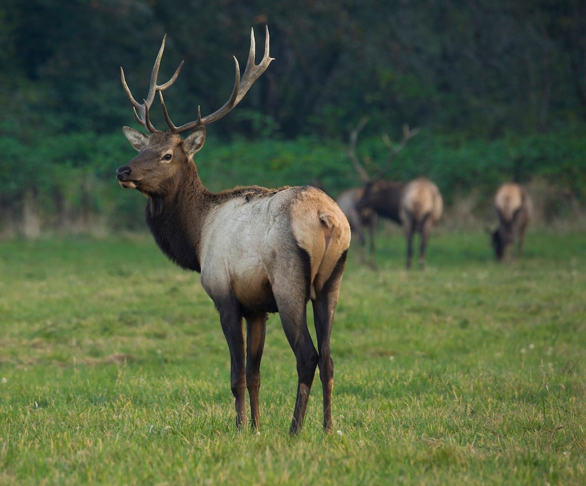 elk statue