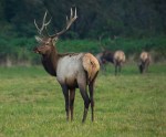 elk statue