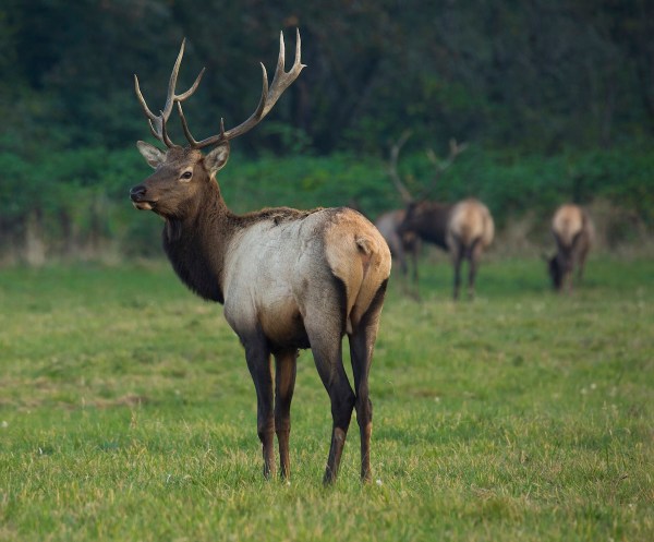 elk statue