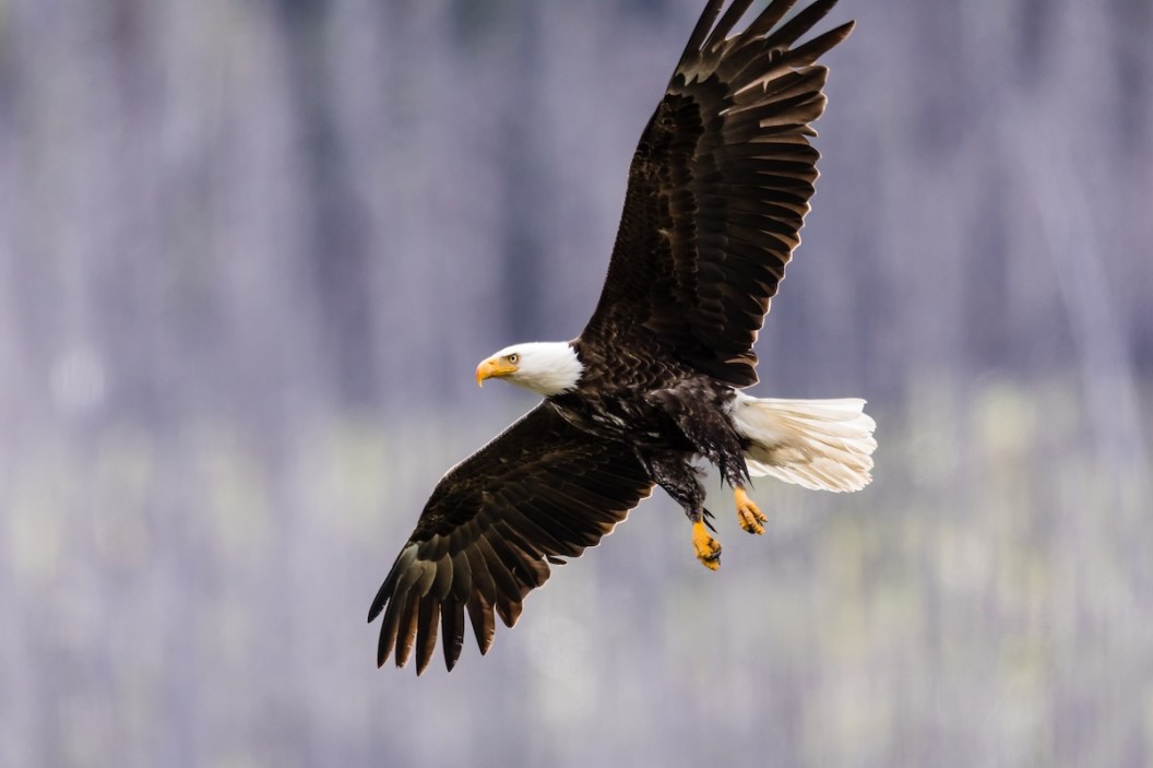 bald eagle fishing hunt catch
