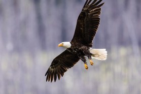 bald eagle fishing hunt catch