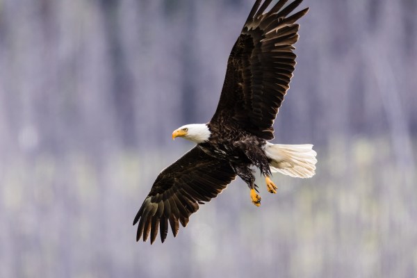 bald eagle fishing hunt catch