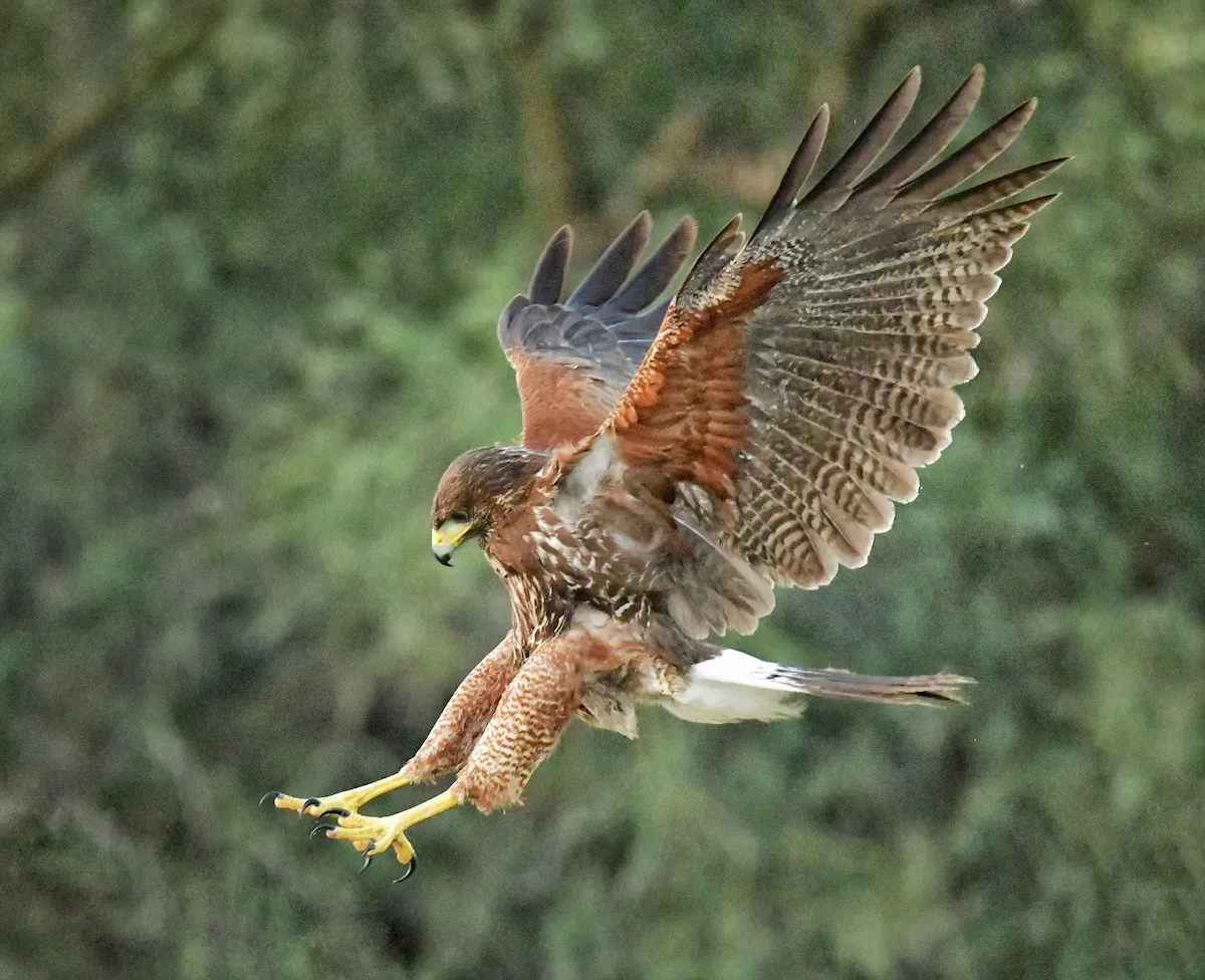 Featured Image