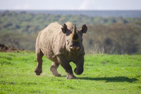 black rhino tourist vehicle