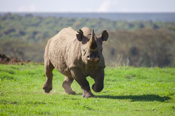 black rhino tourist vehicle
