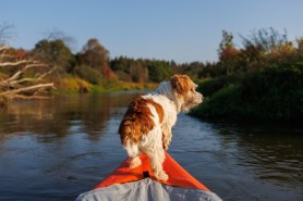 dog flooded kayak