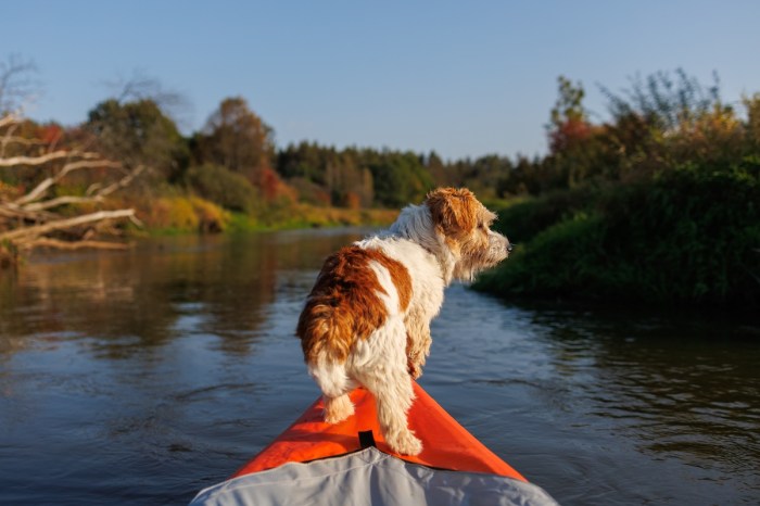 dog flooded kayak